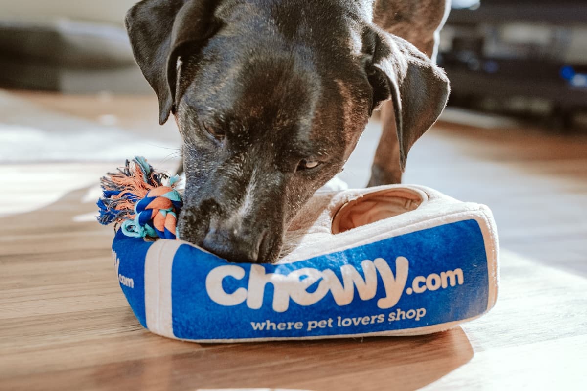 Djurhotell & Pensionat